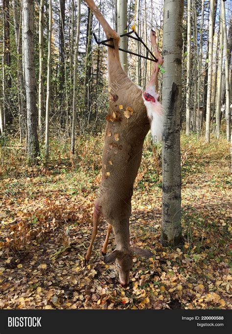 Deer Hanging On Image And Photo Free Trial Bigstock