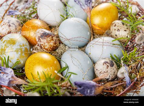 Easter Background With Easter Blue And Gold Eggs Pussy Willow And