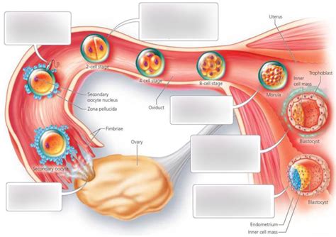 Embryology Fertilisation To Blastocyst Process Diagram Quizlet