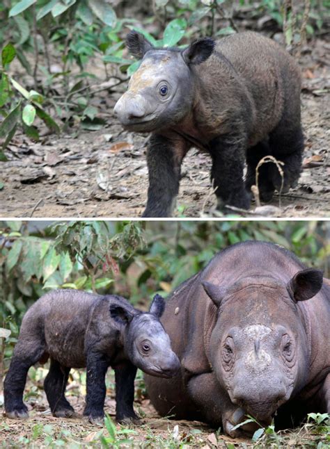 Sumatran Rhino Baby : r/Awww