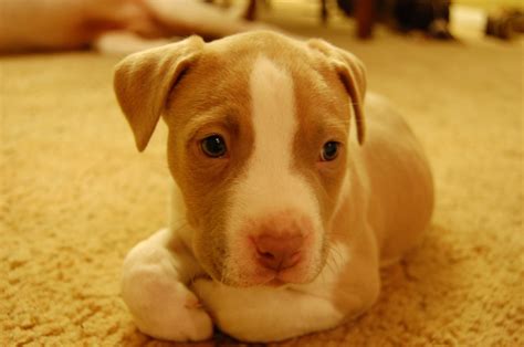 Cute Little Red Nose Pitbull Puppies And Kitties Pitbull Puppies Cute