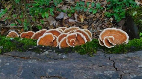 False Turkey Tail Fungi: Identification and Lookalikes - Mushroom ...