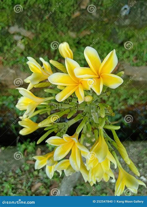 bali indonesia bunga kamboja plants beauty nature plumaria flower