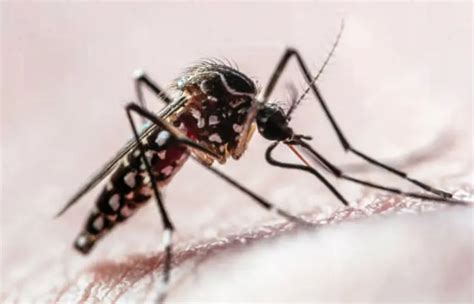 Cuatro Claves Sobre El Dengue Qu Tener En Cuenta Para Los Meses M S