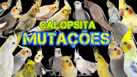 Calopsita Muta Es Cores Ra As Como Saber Qual A Minha