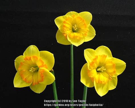 Split Cupped Collar Daffodil Narcissus Wee Cracker In The Daffodils