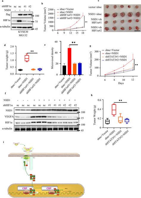 NSD1 mediated tumor progression relied on HIF1α expressions a