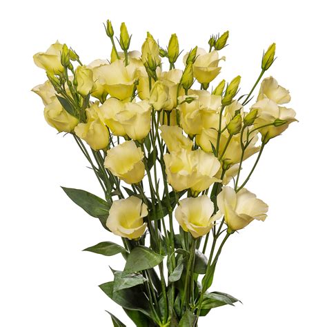 Eustoma Russellianum F Eustoma Russellianum F Cadence Yellow Ii