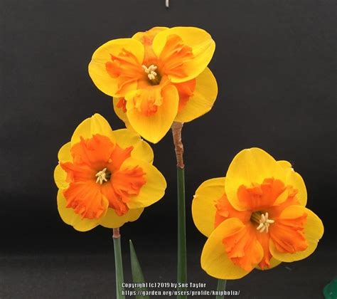 Split Cupped Collar Daffodil Narcissus Marion Pearce In The