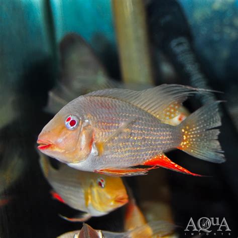 Albino Threadfin Acara Acarichthys Heckelii Albino Aqua Imports