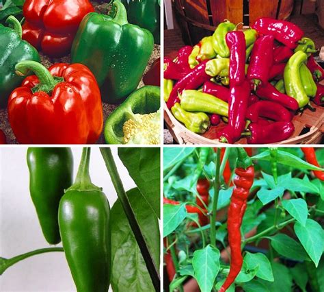 Top 5 Heirloom Pepper Varieties For Pepper Lovers To Grow Texas Titos