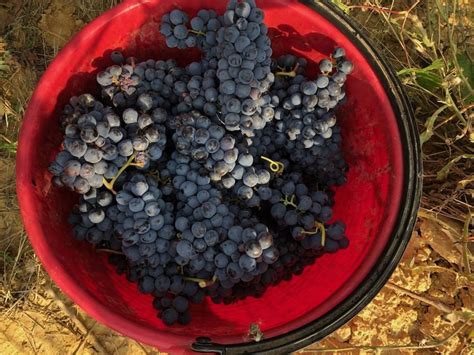 Orcia Doc 2021 Vendemmia Resiliente Per Il Vino Toscano WineCouture