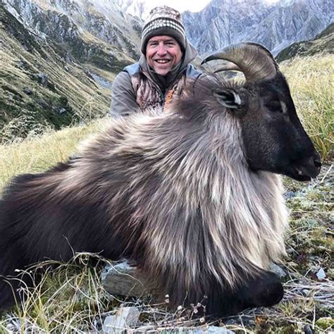 Himalayan Tahr Hunt in New Zealand