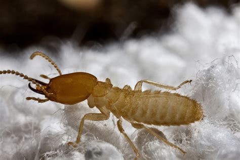 How To Spot Termites Termite Identification Pictures