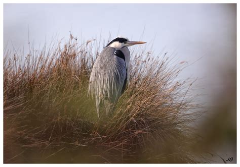 Héron Cendré Ardea Cinerea Gray Heron Un Rayon De Solei Flickr