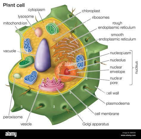 Cutaway drawing of a eukaryotic plant cell Stock Photo - Alamy