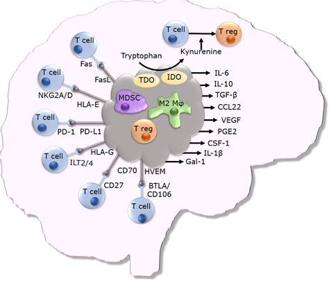 Frontiers Immune Escape In Glioblastoma Multiforme And The Adaptation