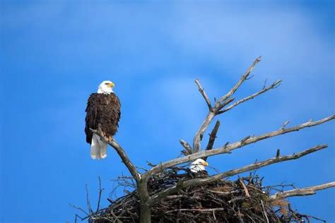 Understanding Bird Nest Diversity: Styles and Varieties!