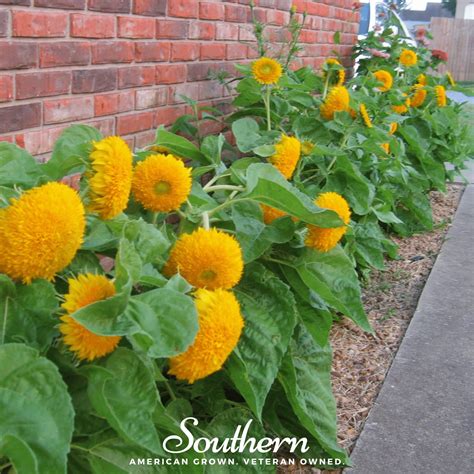 Sunflower Dwarf Teddy Bear Helianthus Annuus Seeds Southern