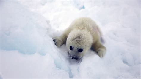 Baby seal Footage | Stock Clips