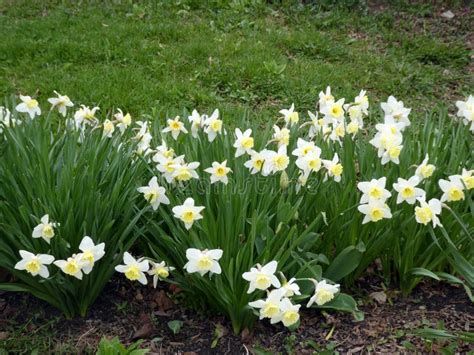 White Daffodils stock photo. Image of flower, narcissus - 265972346