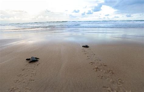 Cerca De Tartarugas Nascem Na Praia De Enseada Dos Corais Ltimas