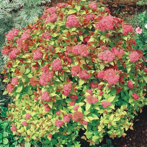 Spring Hill Nurseries 4 In Pot Rainbow Fizz Spirea Live Deciduous Plant 62124 The Home Depot