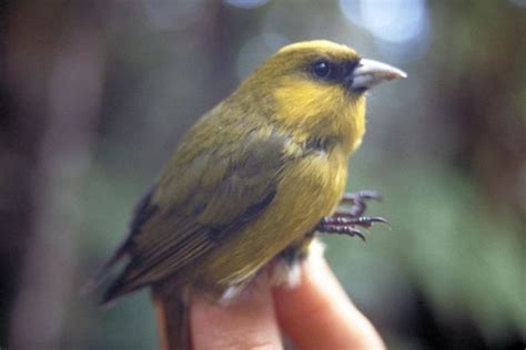 11 Honeycreepers In Hawaii With Photos Hawaii Bird Guide