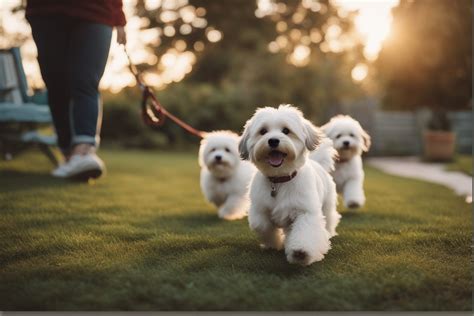 Ultimate Guide to Havanese Colors - Talk to Dogs