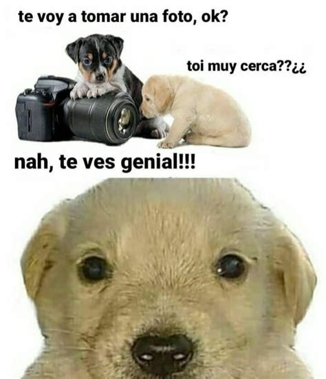 Perro Foto Meme Subido Por Galvismomos Memedroid