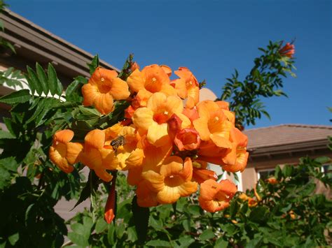 Кампсис семена (31 фото) » НА ДАЧЕ ФОТО