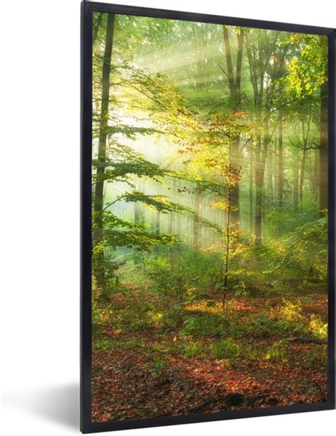 Fotolijst Incl Poster Zon Bos Bomen Natuur Herfst 20x30 Cm