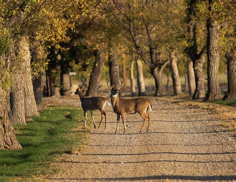 Strolling Down Memory Lane Photograph By Mark Brendemuehl Fine Art