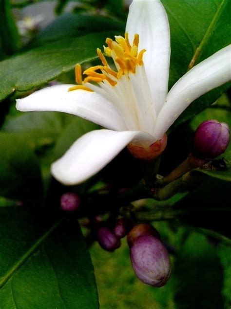 Free picture: medlar, flower