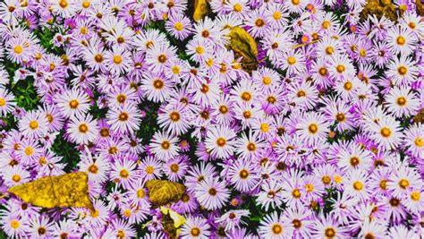 18 Types of Aster Flowers: Different Aster Varieties with Pictures