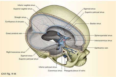 Exam Interior Of Cranium Cranial Meninges Orbit Ch Head And