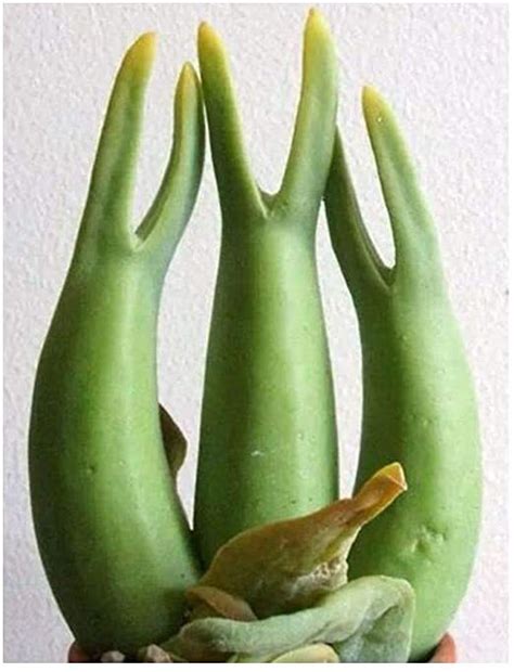 Mitrophyllum mitratum | Whimsy and Wonder