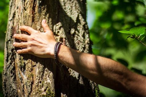 La Mano De Un Hombre Toca El Primer Plano Del Tronco Del Rbol Bark