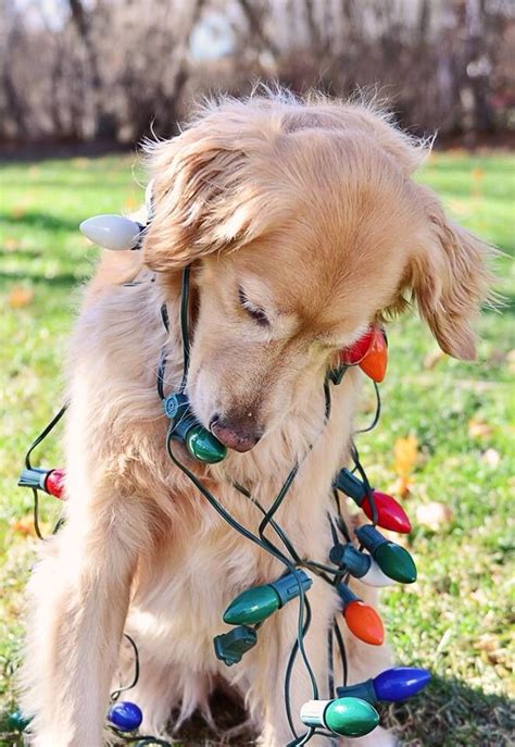 192 Best Dogs Wrapped In Christmas Lights Images On Pinterest