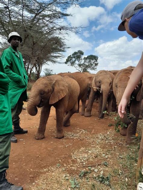 Giraffe Center David Sheldrick And Kobe Beads Tour Getyourguide