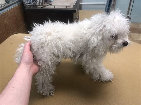 Toy poodle matted shavedown today! : r/doggrooming