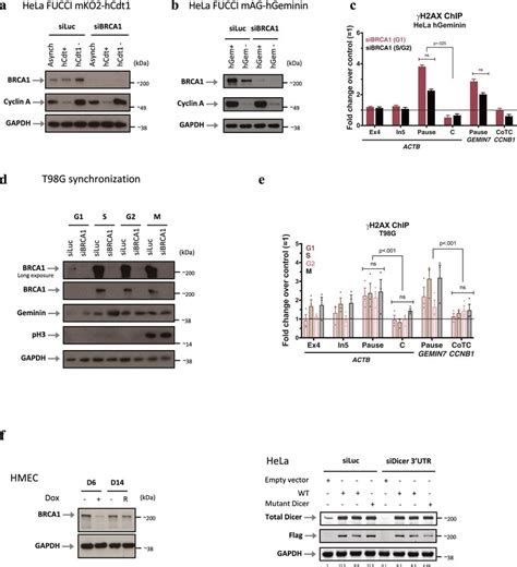 BRCA1 Interacts With Dicer AGO1 And AGO2 To Prevent Damage At