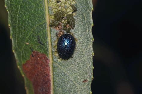 Plagiodera Versicolora 23 Ix 2021 Feeding On Salix Alba Flickr