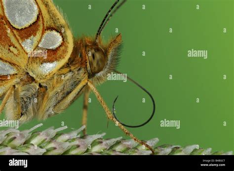 Queen Of Spain Fritillary Butterfly Issoria Lathonia Close Up Of Head