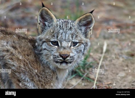 Canada Lynx Baby Hi Res Stock Photography And Images Alamy