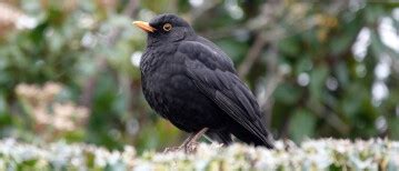 Alles wat je wil weten over de Merel | Vogel-blog