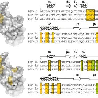 GC-1008 –TGF- ␤ 3 binding interface. ( A ) Surface representation of ...