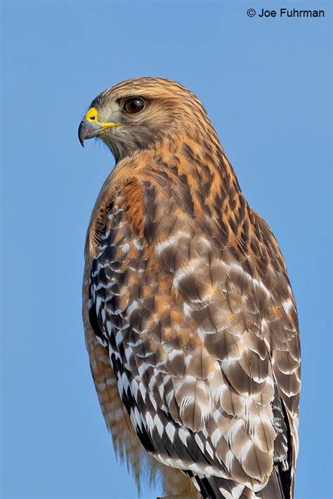 Red Shouldered Hawk Joe Fuhrman Photography