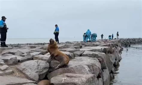 Pisco Reportan Lobos Marinos Muertos En Playa Canal N