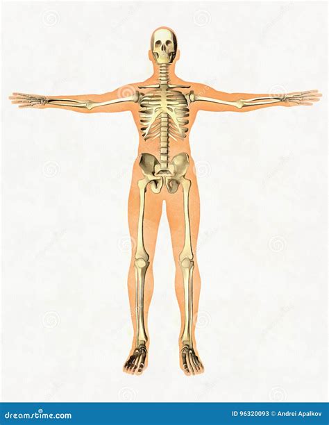 Anatomiegids Van Menselijk Skelet Didactische Raad Van Knokig Systeem